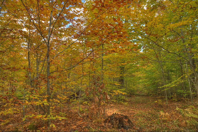 Golden and amber hardwood canopy glows over a leaf-strewn forest floor with a weathered stump in the foreground.