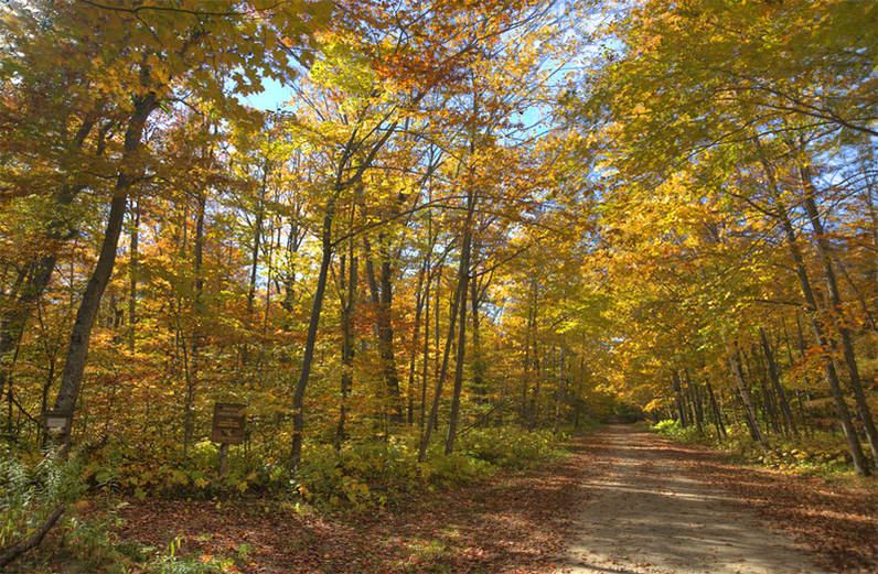 Sandy two-track lane curves through a corridor of fiery yellow maples and birches on a clear autumn afternoon.