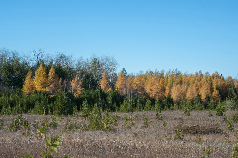 A row of glowing yellow tamaracks stands against deep blue sky above a rust-colored meadow of low brush and dormant grasses.