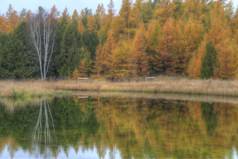 Amber and rust-colored tamaracks crowd a quiet pond's edge, their reflections shimmering across calm water beside a pale leaning birch trunk.