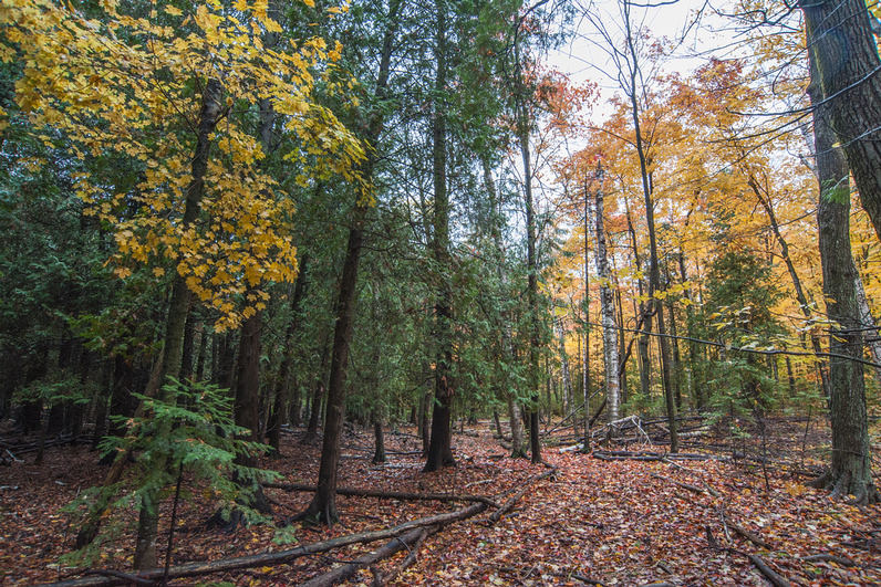 Mixed hardwoods and evergreens frame a leaf-strewn opening under an overcast sky, fallen branches crisscrossing rust-colored oak and maple litter.