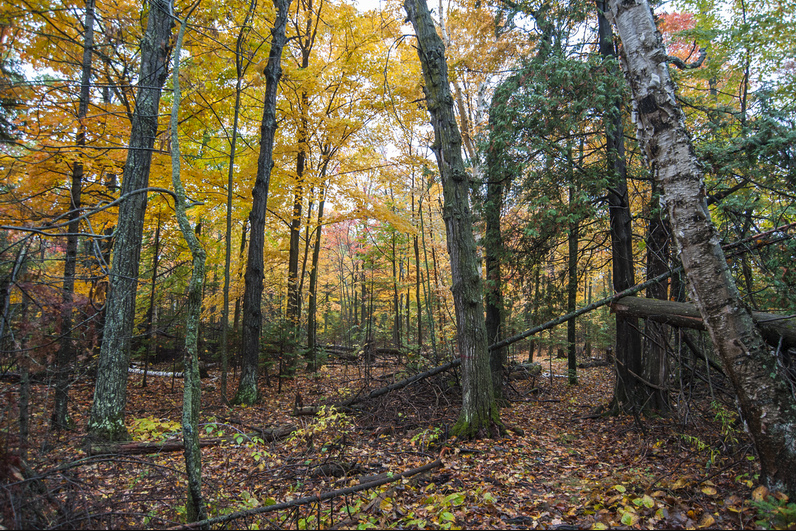 Yellow maple and birch leaves light up the canopy above slender trunks, while fallen logs and leaf litter carpet the understory in muted autumn tones.