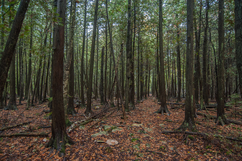 A dense stand of narrow cedar and hemlock trunks rises from a shadowed forest floor scattered with fallen needles, leaves, and a pale cut stump.