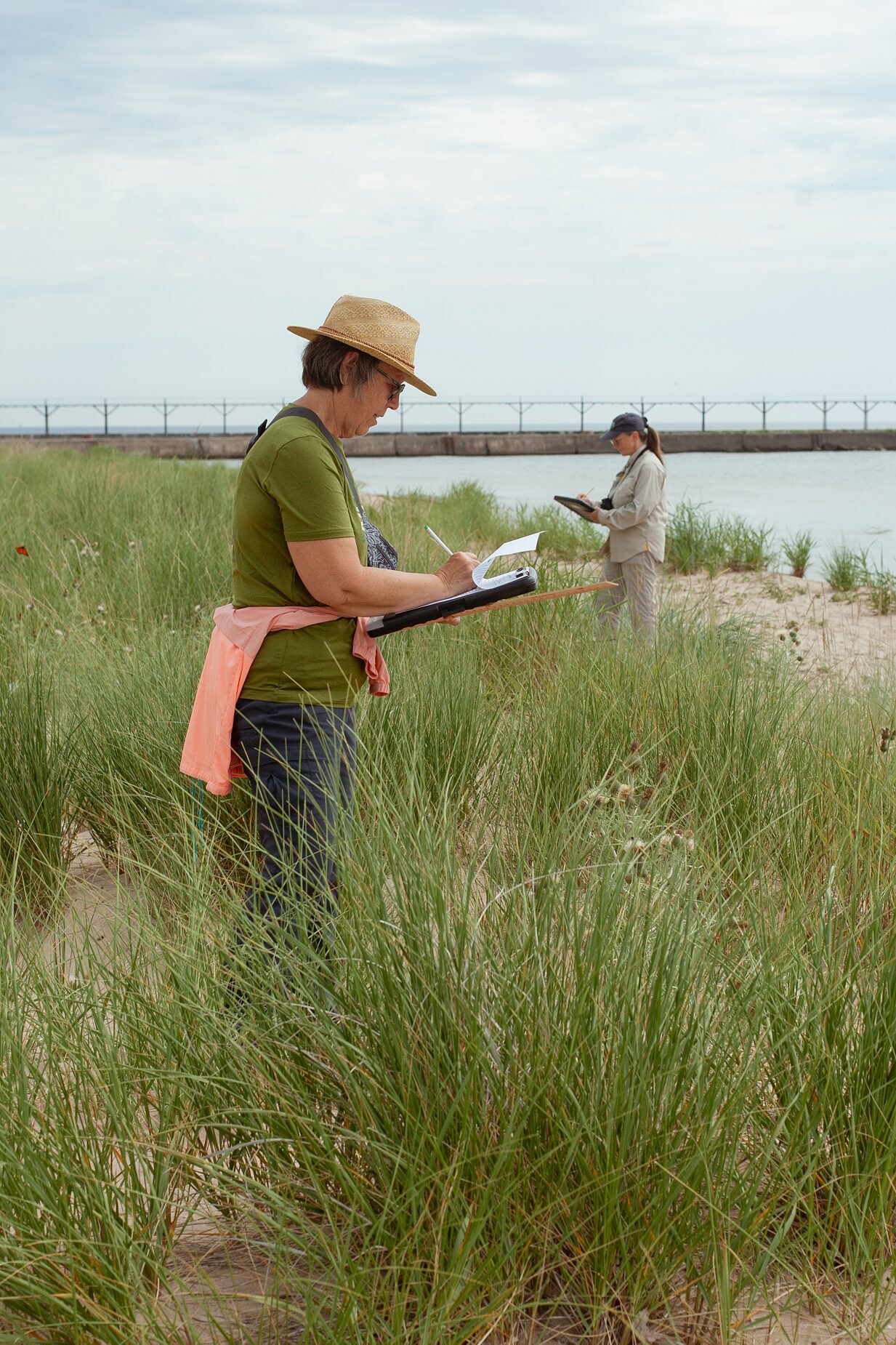 Staff recording pollinator observations among the dune grasses near the shore