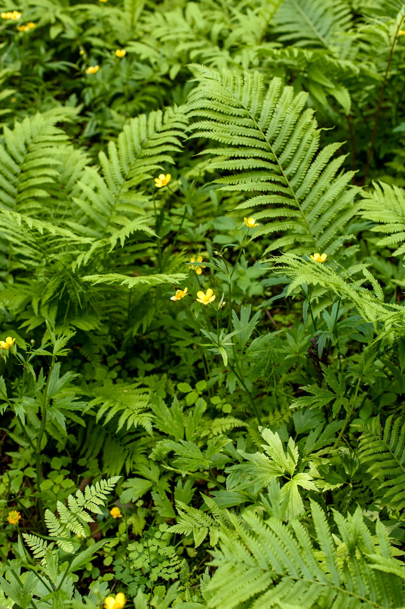 Ferns and small yellow wildflowers on the green forest floor at Stony Creek