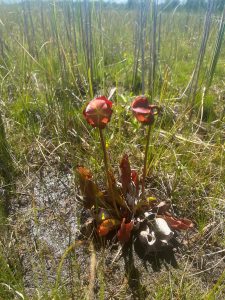 The pitcher plant in bloom. A strange red carnivorous cup plant