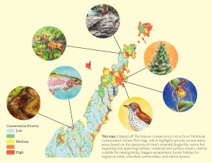 A graphic showing the Door County peninsula as a map, with areas of most significant conservation priority highlighted in red. Bubbles surround the map with drawings of conservation priorities which include a bird, orchid, stream, Niagara escarpment, wildlife corridor, trout and pine tree