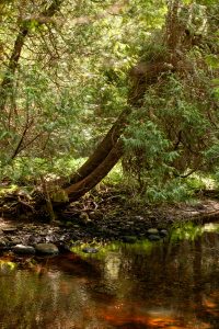 A cedar tree leans over the red-tinged water of Stony Creek