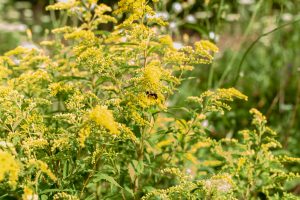 A bee collects pollen on bright yellow goldenrod