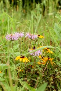 Pops of purple and yellow appear in the prairie of Stony Creek natural area, as bee balm and coneflower grows in the once-fallow field
