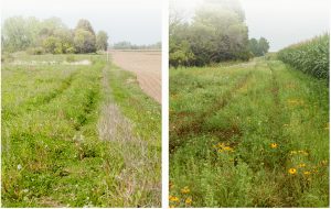 A side by side comparison of Stony Creek's prairie planting in spring and summer of 2025. In spring, the prairie is green with young flowers and grasses and the corn has not yet grown in the neighboring field. In summer, the prairie has more blooming flowers with yellow and purple dotting the prairie and the neighboring corn field is tall.