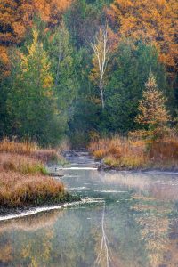 golden tamarack trees reflect on a cool spring-fed creek, bordered by late-season grasses and green cedar trees.