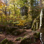 Rocky limestone boulders rise from the ground in the sun-dappled woodlands of Nelson Woodland Natural Area