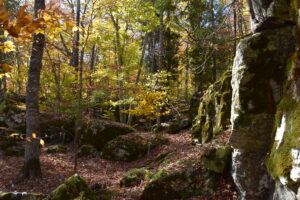 Rocky limestone boulders rise from the ground in the sun-dappled woodlands of Nelson Woodland Natural Area