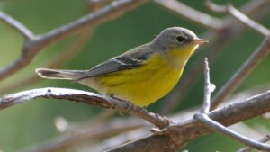 A yellow-bellied magnolia warbler perched gracefully on a branch