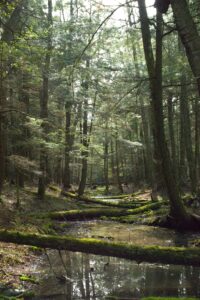 Towering hemlock trees dappled with sunlight create a green canopy over a swale, or wetland created by two ancient sand dunes trapping water.