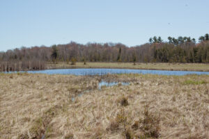an expanse of brown grass-like plants surround an opening of water in a wetland bordered by tall trees
