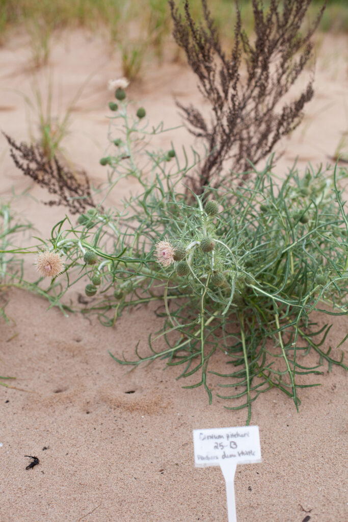 green plant with pink flowers grows in a sand dune