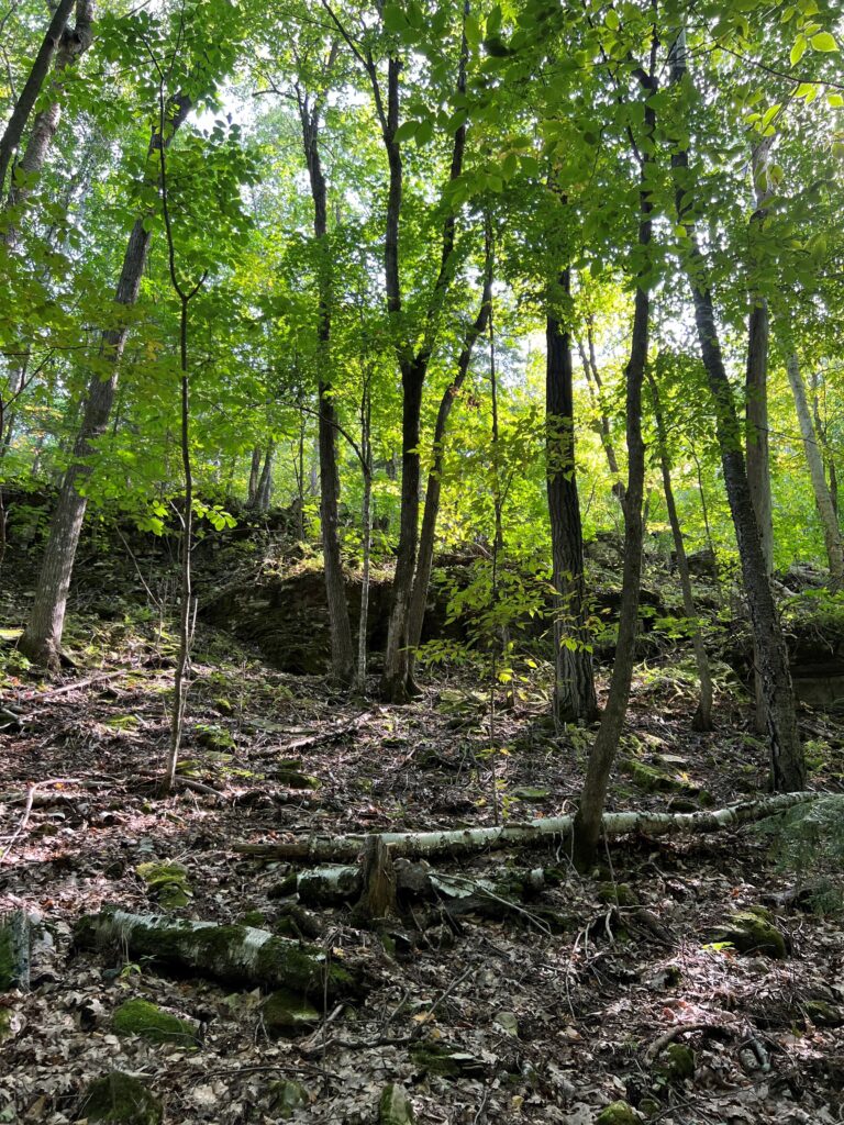 a forest canopy is back lit by sunlight, casting a green glow over a rocky, shaded bluff 