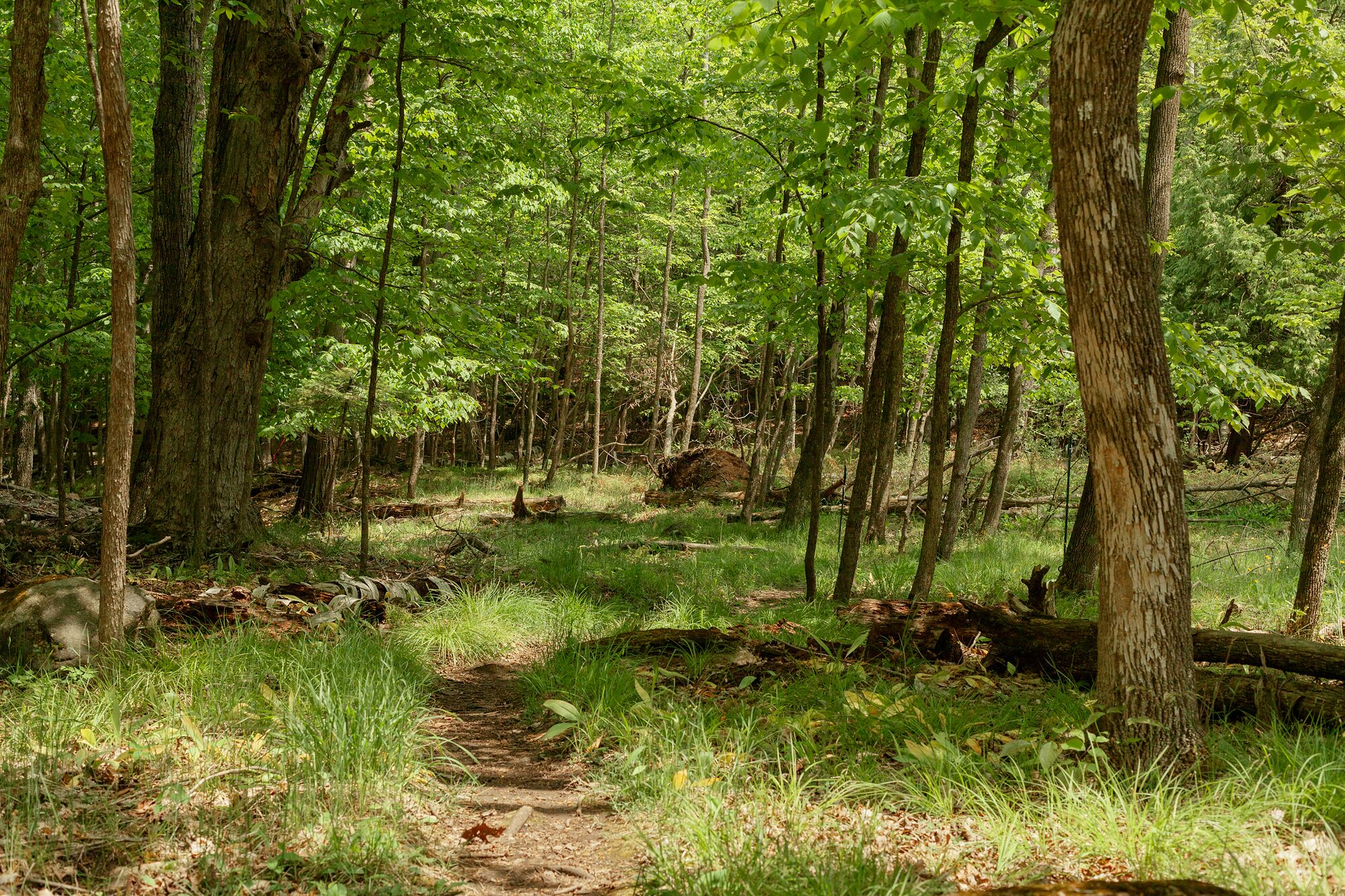 Sunlight filtering through the green summer canopy of the forest interior at Ephraim Nature Preserve