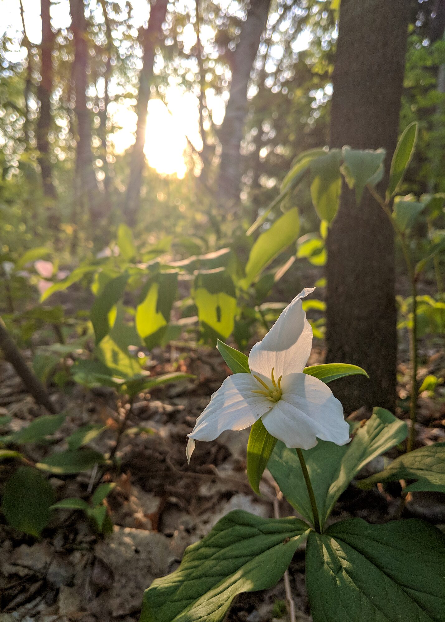 A single white trillium in bloom at the base of a tree, backlit by low sun
